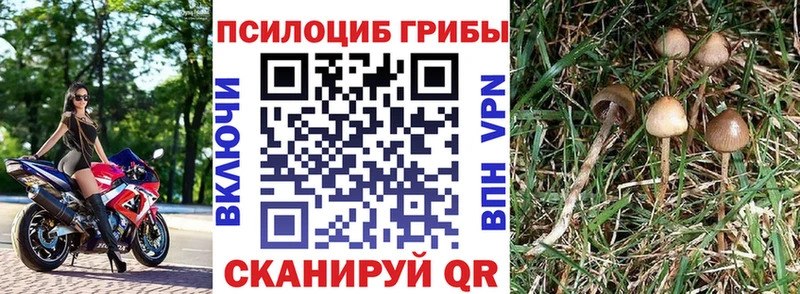 mega онион  Бежецк  Псилоцибиновые грибы ЛСД 